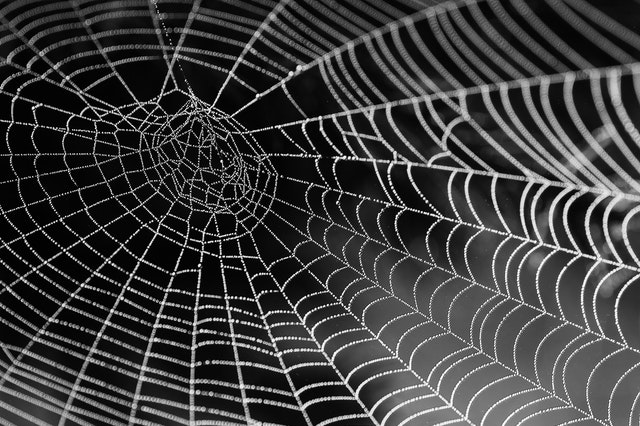 spidering web
